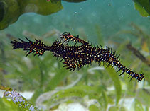 To FishBase images (<i>Solenostomus paradoxus</i>, Papua New Guinea, by Sokou, P.)