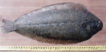 To FishBase images (<i>Solea senegalensis</i>, Spain, by Canosa, C. & B.F. Souto)