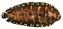 To FishBase images (<i>Soleichthys siammakuti</i>, Thailand, by Vidthayanon, C.)