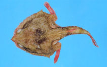 To FishBase images (<i>Solocisquama stellulata</i>, Chinese Taipei, by Ho, H.-C.)