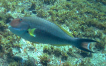 Image of Sparisoma axillare (Gray parrotfish)