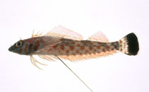 To FishBase images (<i>Springerichthys bapturus</i>, Japan, by Suzuki, T.)
