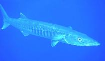 To FishBase images (<i>Sphyraena barracuda</i>, Papua New Guinea, by Patzner, R.)