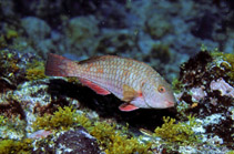 Image of Sparisoma choati (West-African Parrotfish)
