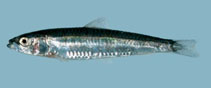 To FishBase images (<i>Spratelloides delicatulus</i>, Viet Nam, by Winterbottom, R.)