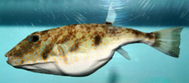 To FishBase images (<i>Sphoeroides dorsalis</i>, by NOAA\NMFS\Mississippi Laboratory)