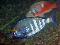 To FishBase images (<i>Spondyliosoma emarginatum</i>, South Africa, by Koch, R.J.)