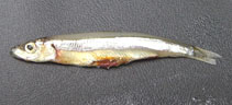 Image of Spratelloides gracilis (Silver-stripe round herring)