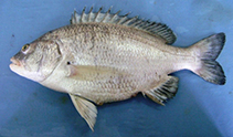 To FishBase images (<i>Sparidentex jamalensis</i>, Pakistan, by Khan, M.M.)