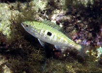 To FishBase images (<i>Spicara maena</i>, Malta, by Patzner, R.)