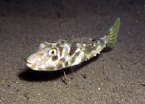 To FishBase images (<i>Sphoeroides marmoratus</i>, Azores Is., by Patzner, R.)