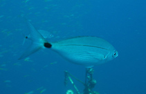 To FishBase images (<i>Spicara melanurus</i>, Cape Verde, by Wirtz, P.)