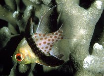 To FishBase images (<i>Sphaeramia nematoptera</i>, Palau, by Randall, J.E.)