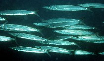To FishBase images (<i>Sphyraena novaehollandiae</i>, Maldives, by Randall, J.E.)