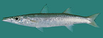To FishBase images (<i>Sphyraena obtusata</i>, Bahrain, by Randall, J.E.)