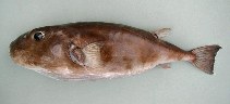 To FishBase images (<i>Sphoeroides pachygaster</i>, Cape Verde, by Cambraia Duarte, P.M.N. (c)ImagDOP)
