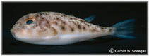 To FishBase images (<i>Sphoeroides parvus</i>, USA, by Sneegas, G.W.)