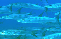 To FishBase images (<i>Sphyraena qenie</i>, Papua New Guinea, by Patzner, R.)