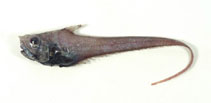 To FishBase images (<i>Sphagemacrurus richardi</i>, by Shao, K.T.)