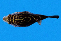 To FishBase images (<i>Sphoeroides rosenblatti</i>, Panama, by Robertson, R.)