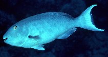 To FishBase images (<i>Sparisoma rubripinne</i>, Bahamas, by Randall, J.E.)