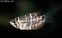 Image of Sphaerichthys selatanensis 