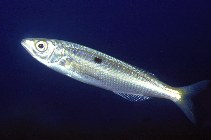 To FishBase images (<i>Spicara smaris</i>, Spain, by Patzner, R.)