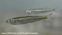 To FishBase images (<i>Sprattus sprattus</i>, by Svensen, R.)