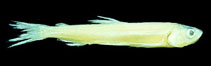 To FishBase images (<i>Spirinchus starksi</i>, USA, by Fritzsche, R.A./J.W. Cavanagh)