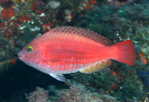 To FishBase images (<i>Sparisoma tuiupiranga</i>, Brazil, by Krajewski, J.P.)
