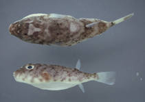 To FishBase images (<i>Sphoeroides tyleri</i>, Brazil, by Carvalho Filho, A.)
