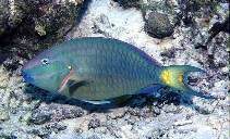 To FishBase images (<i>Sparisoma viride</i>, Neth Antilles, by Patzner, R.)