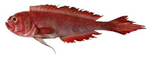 To FishBase images (<i>Sphenanthias whiteheadi</i>, India, by Bineesh, K.K.)
