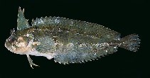 To FishBase images (<i>Springeratus xanthosoma</i>, Indonesia, by Randall, J.E.)