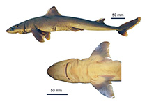 To FishBase images (<i>Squalus albicaudus</i>, Brazil, by Viana, S.)