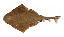 To FishBase images (<i>Squatina albipunctata</i>, Australia, by Last  P.R. & W.T. White)