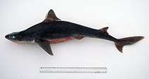 To FishBase images (<i>Squalus albifrons</i>, Australia, by Graham, K.)