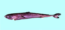 To FishBase images (<i>Squaliolus aliae</i>, Chinese Taipei, by The Fish Database of Taiwan)