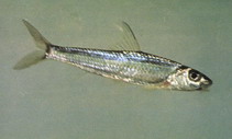 To FishBase images (<i>Squalidus argentatus</i>, by CAFS)