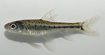 To FishBase images (<i>Squalidus banarescui</i>, Chinese Taipei, by Huang, S.-P.)