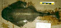 To FishBase images (<i>Squatina caillieti</i>, Philippines, by Walsh, Ebert & Compagno)