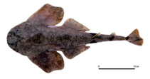 To FishBase images (<i>Squatina formosa</i>, by Kochi University, Lab. Of Marine Biology, Faculty of Science (BSKU))