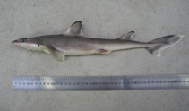 Image of Squalus griffini (Northern spiny dogfish)