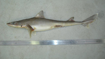 Image of Squalus griffini (Northern spiny dogfish)