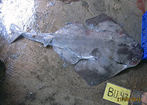 To FishBase images (<i>Squatina legnota</i>, Indonesia, by Zulfiaty, E.)