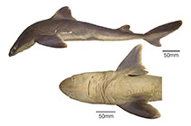 To FishBase images (<i>Squalus lobularis</i>, Argentina, by Viana, S.)