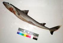 To FishBase images (<i>Squalus melanurus</i>, New Caledonia, by Justine, J.-L.)