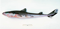 To FishBase images (<i>Squalus montalbani</i>, Australia, by Graham, K.)