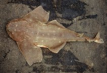 Image of Squatina occulta (Hidden angel shark)