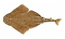 To FishBase images (<i>Squatina pseudocellata</i>, Australia, by Last  P.R. & W.T. White)
